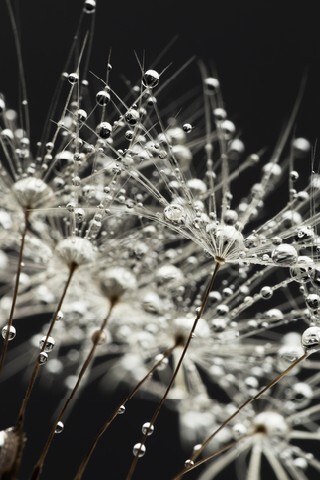 The seeds of new life